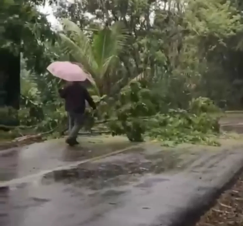 Patut Dicontoh, Kapolres Matim Bersihkan Pohon Tumbang di Ruas Jalan Menuju Borong-Ruteng