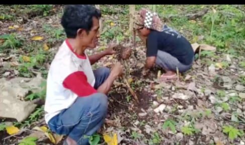 Potret: Orangtuaku Mampu meski hanya Petani Porang