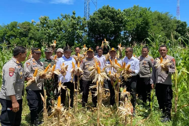Kapolres Matim, Sukseskan Panen Raya Jagung Tahap Pertama Secara Serentak