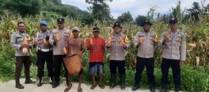 Kapolsek Reo Pimpin Panen Jagung Jenis Hybrida, di Lahan Percontohan Polsek Reo