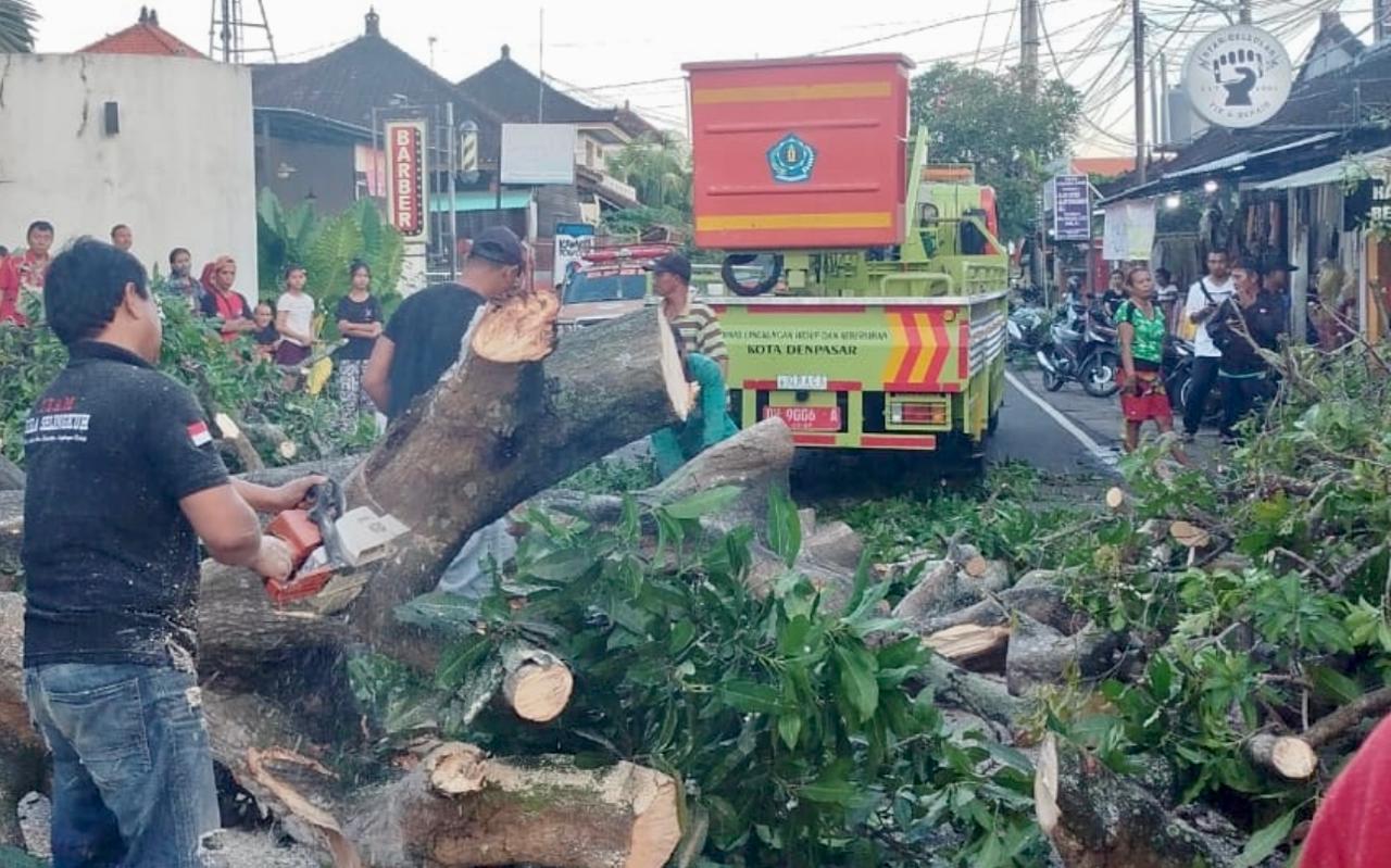 Antisipasi Pohon Tumbang, DLHK Dorong Perompesan Pohon Perindang
