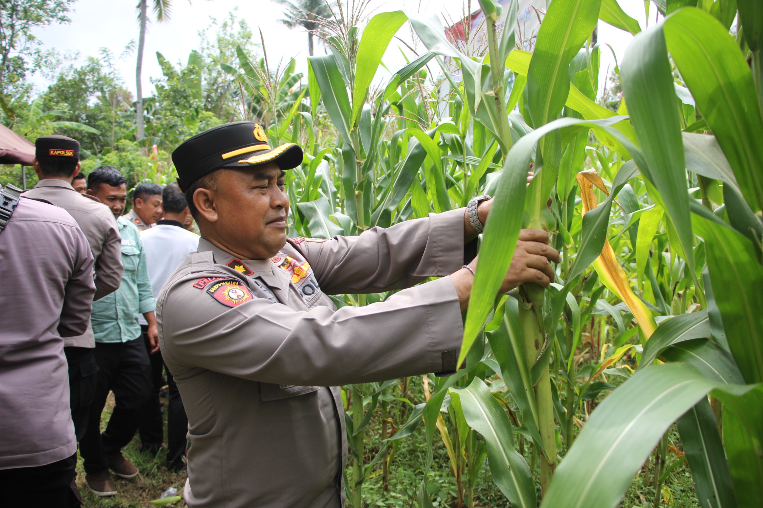 Polri Gelar Panen Jagung Serentak, Polres Jembrana Dukung Swasembada Pangan 2025