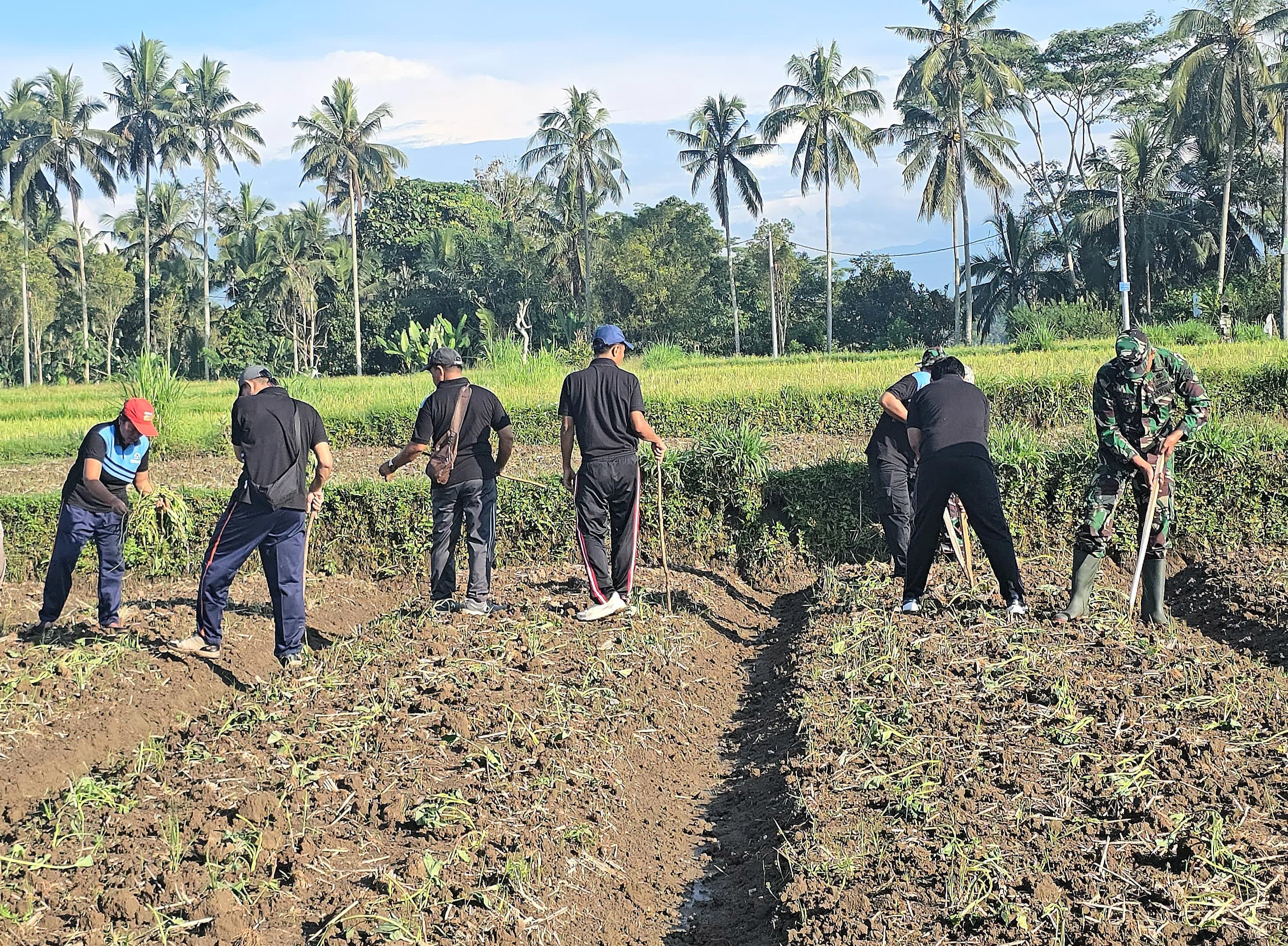 Meningkatkan Ketahanan Pangan Satgas TMMD Ke-126 Kodim 1611/Badung Lakukan Upaya Penanaman Ubi Ungu