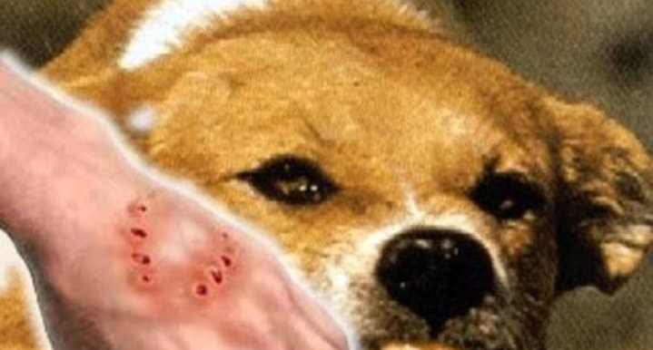 Waspada Gigitan Anjing Rabies, Pemdes Satar Nawang Imbau Warga