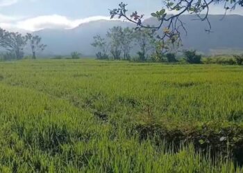 Ferdinandus Dhosa Bantah Tuduhan Penganiayaan, Sebut Pemberitaan WartaGlobal tidak Sesuai Fakta