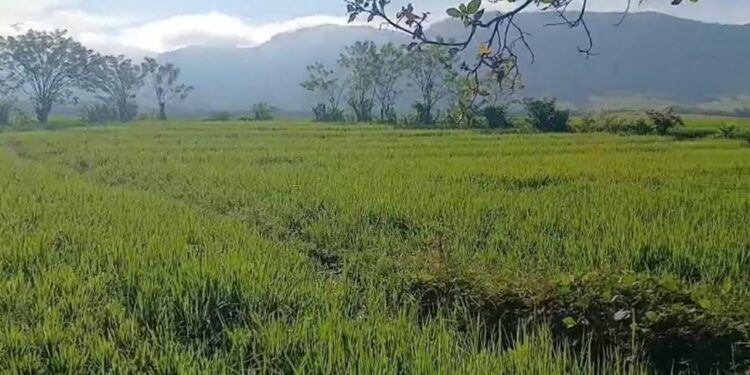 Ferdinandus Dhosa Bantah Tuduhan Penganiayaan, Sebut Pemberitaan WartaGlobal tidak Sesuai Fakta