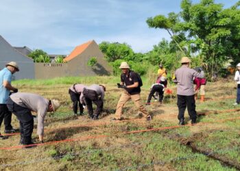 Optimalkan Lahan Bera, Dinas Pertanian Denpasar Tanam Jagung Manis di Subak Intaran Barat