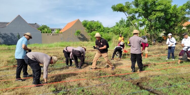 Optimalkan Lahan Bera, Dinas Pertanian Denpasar Tanam Jagung Manis di Subak Intaran Barat