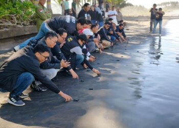Peduli Lingkungan, Pegadaian Kanwil VII Denpasar Dukung Pelestarian Penyu di KPP Jagat Kerthi