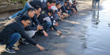 Peduli Lingkungan, Pegadaian Kanwil VII Denpasar Dukung Pelestarian Penyu di KPP Jagat Kerthi