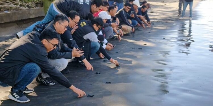 Peduli Lingkungan, Pegadaian Kanwil VII Denpasar Dukung Pelestarian Penyu di KPP Jagat Kerthi