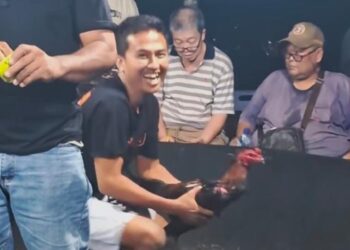 Menantang Aparat: Diklaim Tutup, Sindikat Sabung Ayam ‘Edy’ di Kutalimbaru Terang-terangan Gelar “Event Besar” Besok