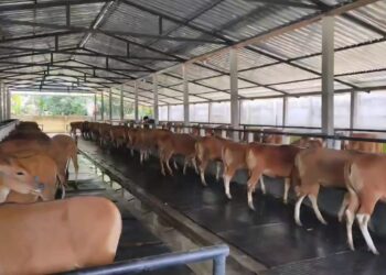 Kuota Pengiriman Cepat Habis, Distan Pangan Bali Pastikan Pengeluaran Sapi Berdasarkan Analisis Populasi