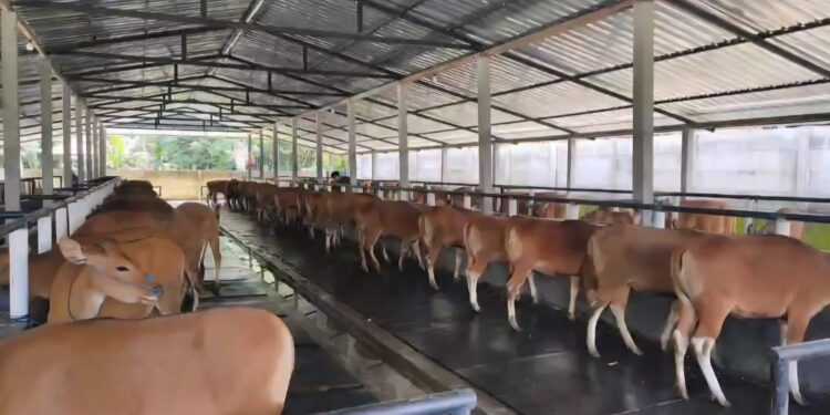 Kuota Pengiriman Cepat Habis, Distan Pangan Bali Pastikan Pengeluaran Sapi Berdasarkan Analisis Populasi