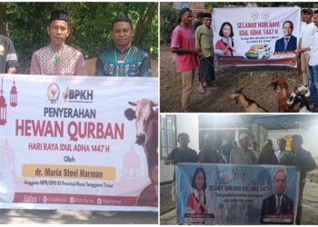 Rajut Nilai Toleransi, Senator dr. Stevi Harman Salurkan Hewan Qurban Idul Adha secara Serentak