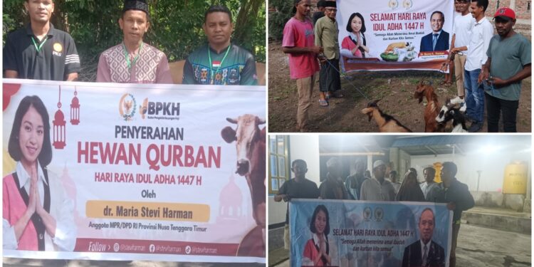 Rajut Nilai Toleransi, Senator dr. Stevi Harman Salurkan Hewan Qurban Idul Adha secara Serentak