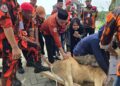 Hari Idul Adha 1447H, Pemuda Pancasila Deli Serdang Sembelih 9 Hewan Kurban