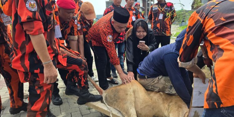 Hari Idul Adha 1447H, Pemuda Pancasila Deli Serdang Sembelih 9 Hewan Kurban