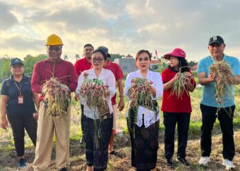 Ketua TP PKK Kota Denpasar Bersama Ketua GOW Panen Bawang Merah dan Jagung Manis Di Subak Intaran Barat