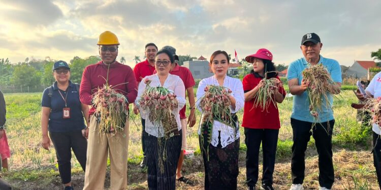 Ketua TP PKK Kota Denpasar Bersama Ketua GOW Panen Bawang Merah dan Jagung Manis Di Subak Intaran Barat